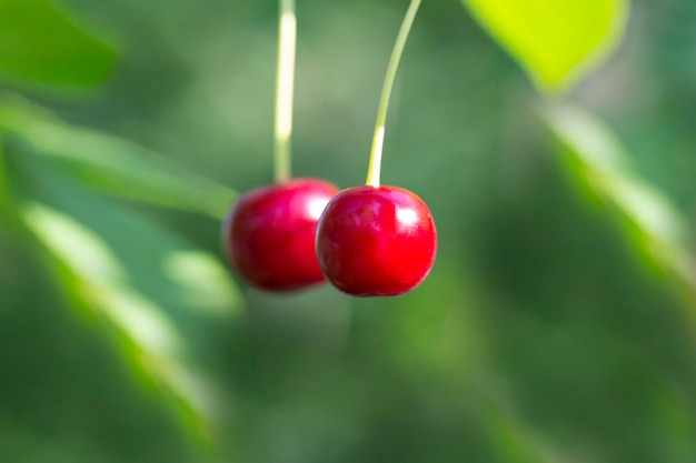 Ripe dark red cherries hanging on cherry tree branch with blurred background