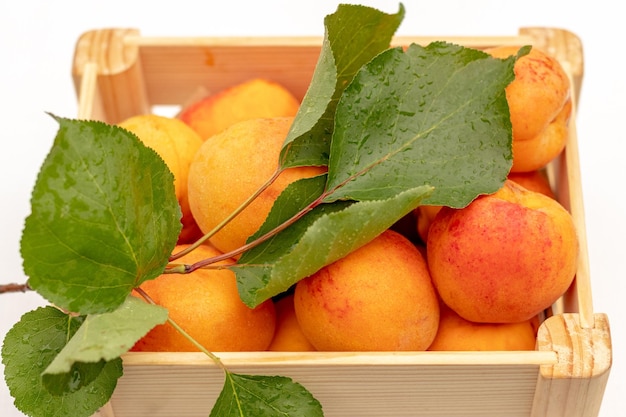 Ripe delicious apricots covered with green leaves in a wooden box outdoors