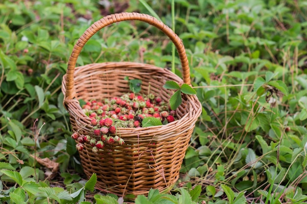 Ripe delicious wild strawberries in a wicker basket