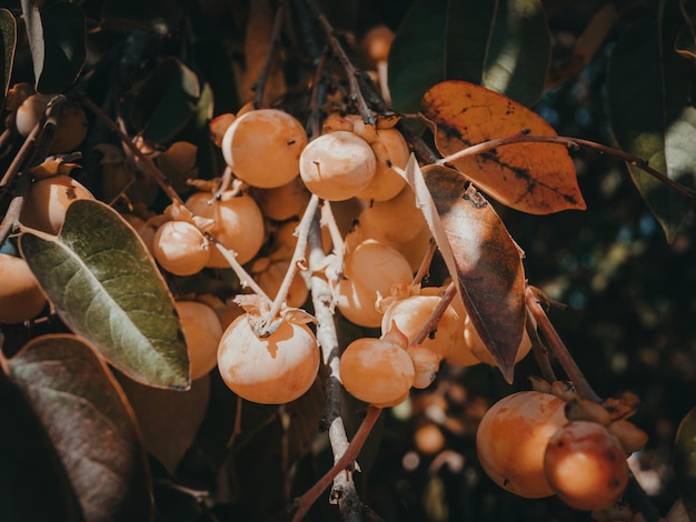 Ripe and delicious yellow medlar fruits on a branch