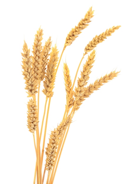 Ripe ears of wheat isolated on white background