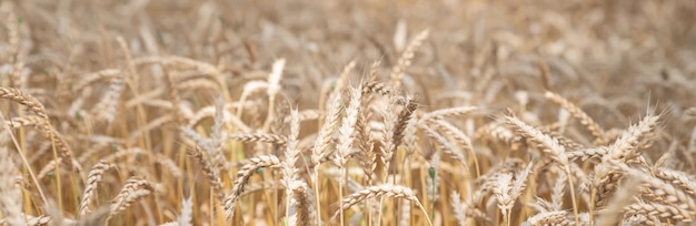 Ripe ears of wheat on nature in summer sunset rays of sunshine closeup macrogolden barley fieldWheat field organic farm ready for harvest web banner