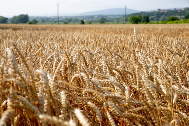 Ripe ears of wheat on nature in summer sunset rays of sunshine closeup macrogolden barley fieldWheat field organic farm ready for harvest