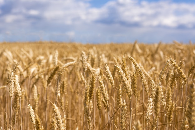 Ripe ears of wheat. New crop in the field.