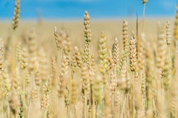 Ripe ears of wheat in a sunny summer field