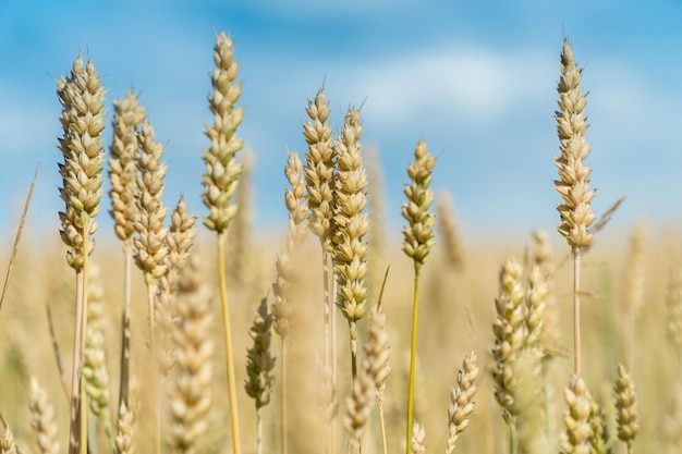 Ripe ears of wheat in a sunny summer field