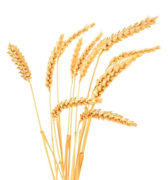 Ripe ears of wheat