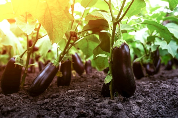 Ripe eggplant on a branch in the greenhouse at sunset growing fresh aubergine on branch at sunset