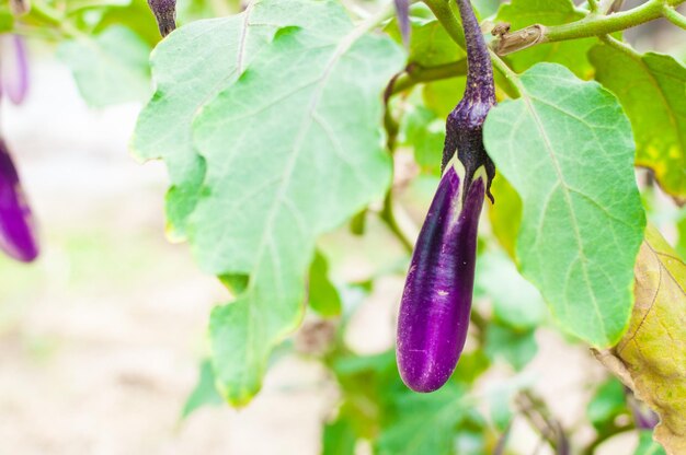 Photo ripe eggplant purple on tree in a garden