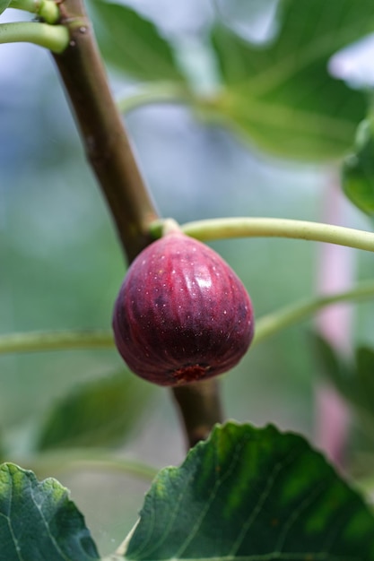 Ripe fig fruit hanging on the branch of fig tree in greenhouse plantation