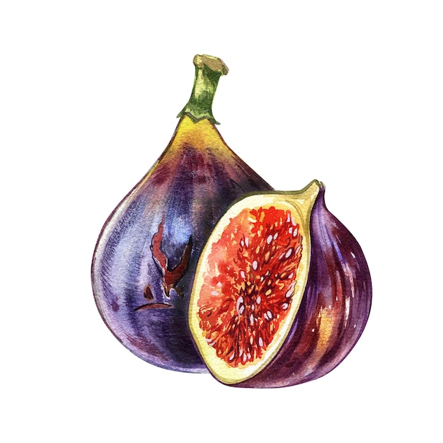 Ripe fig fruit slice isolated on white background watercolor handrawing botanic realistic illustrati