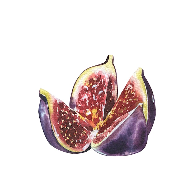 Ripe fig fruit slice isolated on white background watercolor handrawing botanic