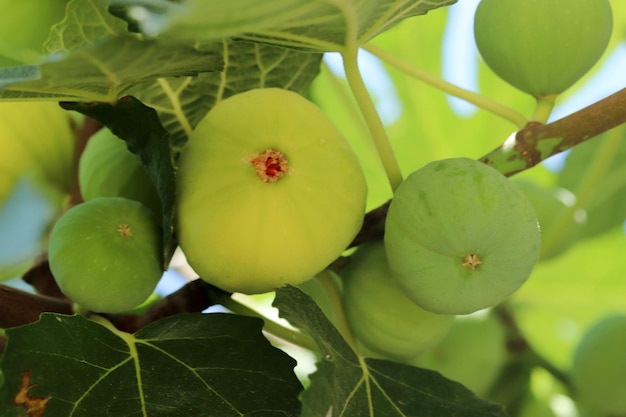 Ripe figs fruit on branches close up