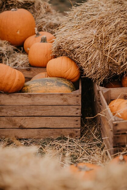 Ripe fresh autumn pumpkins on a farm for Halloween carving Fall seasonal harvest for pumpkin pie or spooky jack o lantern Fun Halloween traditions