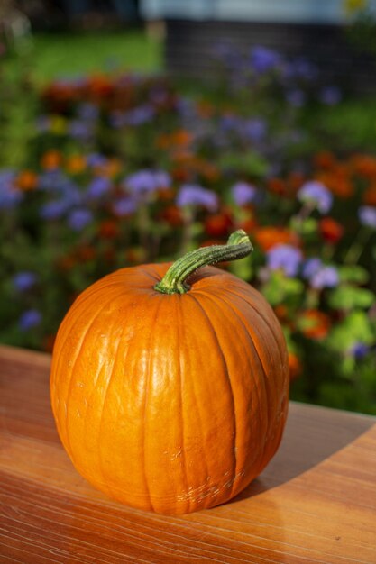 Ripe fresh healthy diet vegetarian food with vitamins Orange pumpkins on a wooden table Harvesting season