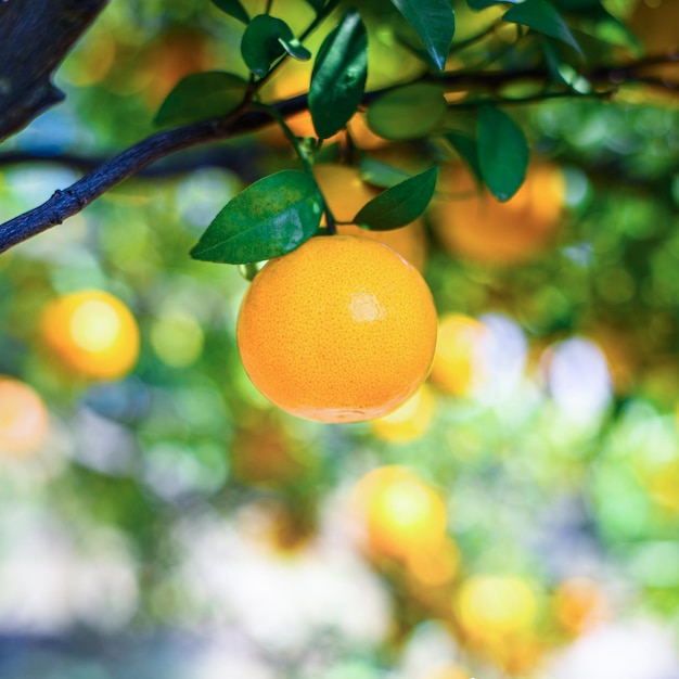 Ripe fresh oranges hanging on tree in orange orchard