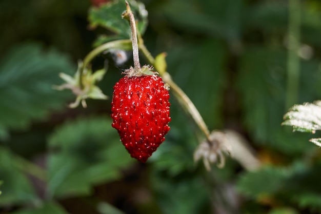 Ripe garden strawberries in the garden of a country house.