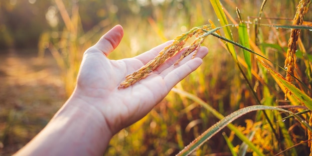 Ripe golden ear of rice on Famer's hand growing in a rice field to wait for the harvest paddy plant