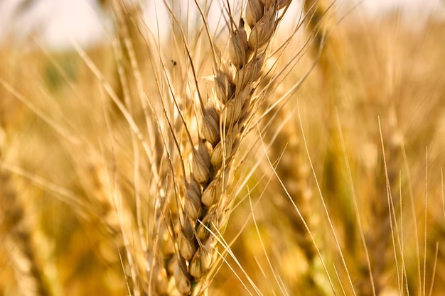 A ripe golden ear of wheat in closeup a golden field The theme of agriculture