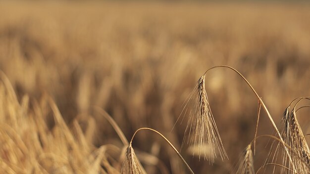 Ripe golden spikes of barley in the field ears of barley spikelets cereal crop close up macro