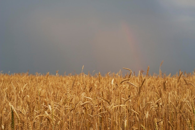 ripe golden wheat field with dark sky before storm