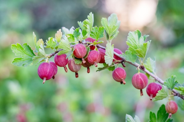 Ripe gooseberries in the garden on the bush Gooseberry harvest