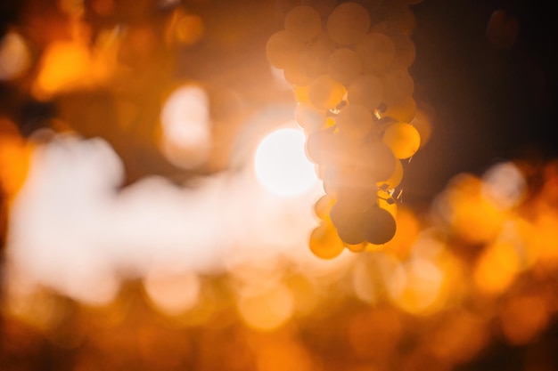 Ripe grape bunch among grapevine leaves at vineyard in warm sunset sunlight beautiful clusters of