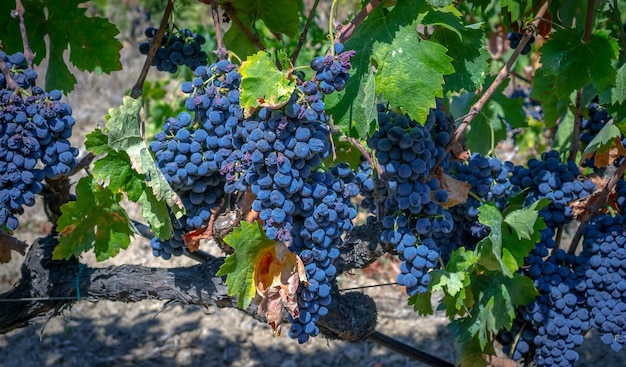 ripe grapes ready for the harvest for the production of cannonau and carignano wine