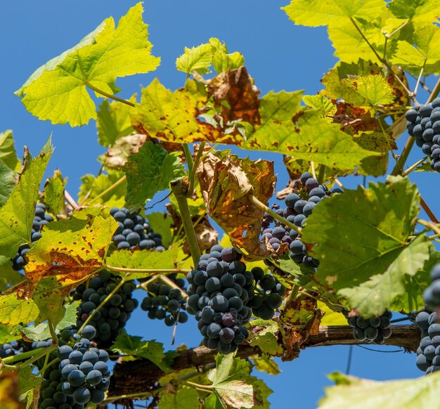 Ripe grapes ready for harvest