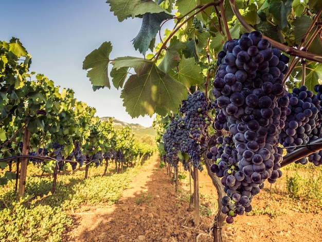 Ripe grapes and sunshine in Greece