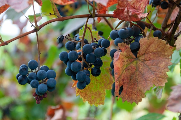 ripe grapes with red leaves.