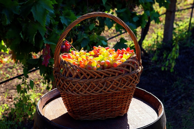 Ripe grapes in wooden wicker basket outdoor