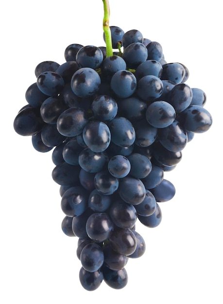 Ripe grapes