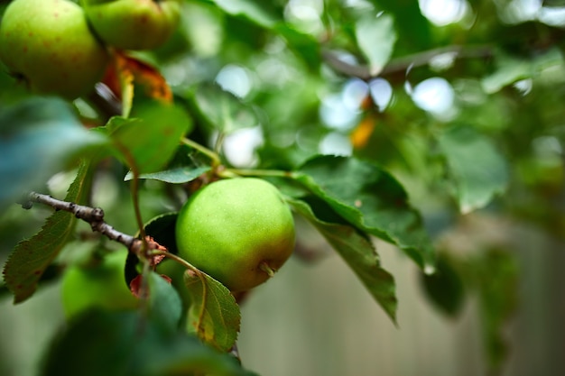 Ripe green apple fruit on tree, branch of apples tree