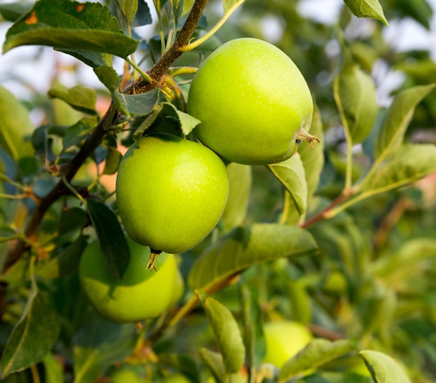 Ripe green apples