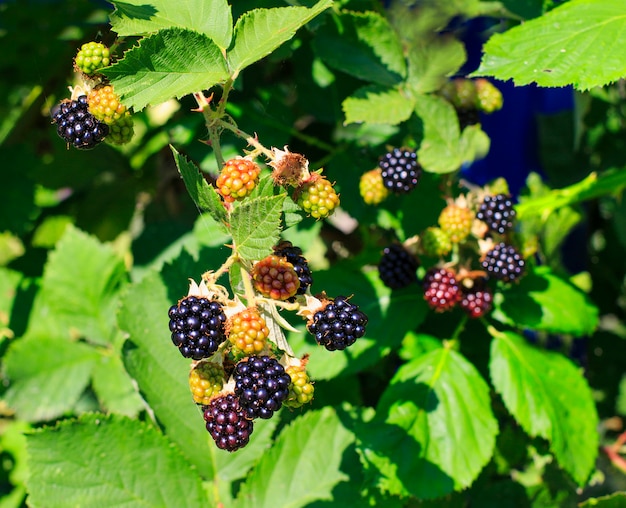 Ripe and green blackberry in the garden