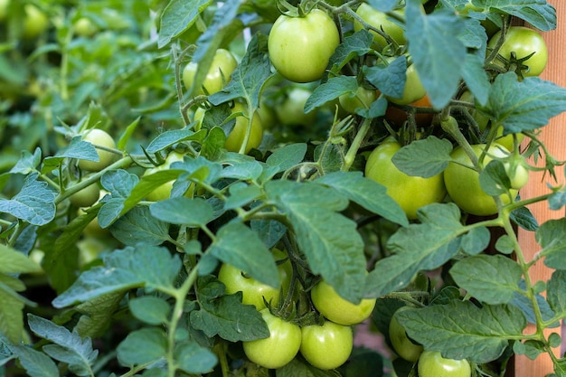 Not ripe green cherry tomatoes in garden