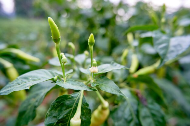 Ripe green chilies ready to harvest are in the garden Chili is ready to be picked