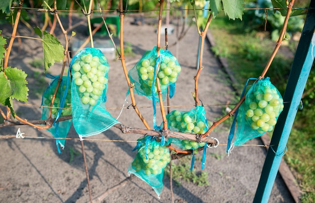 Ripe green grape berries in mesh fabric growing on branch