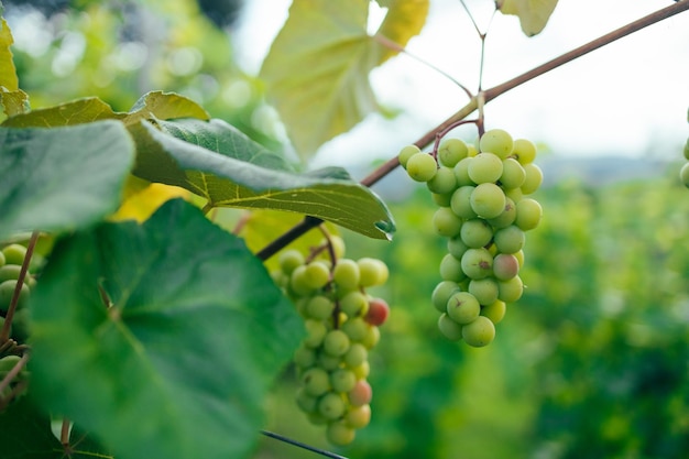 Ripe green grape in vineyard Grapes green taste sweet growing natural Green grape on the vine in garden