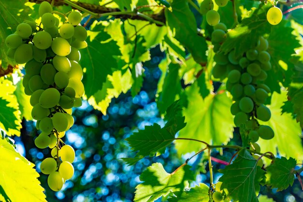 Ripe green grape in vineyard Grapes green taste sweet growing natural Green grape on the vine in garden