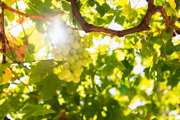 ripe green grapes growing in Cyprus