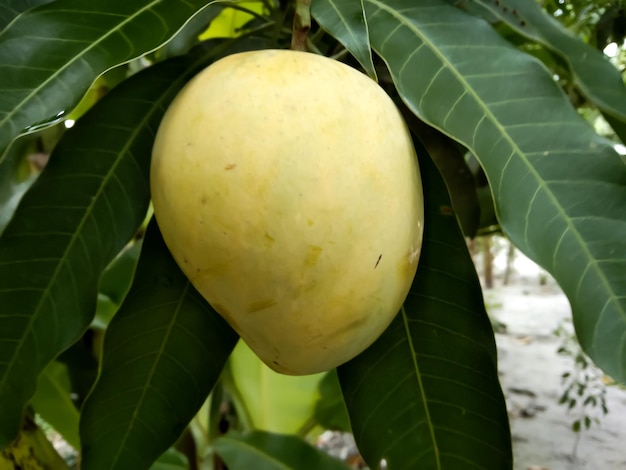 Ripe and green mango with natural background. Fresh, organic, sweet and testy mango.