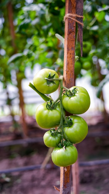 Ripe harvest of tomatoes on the bushes in the greenhouse.