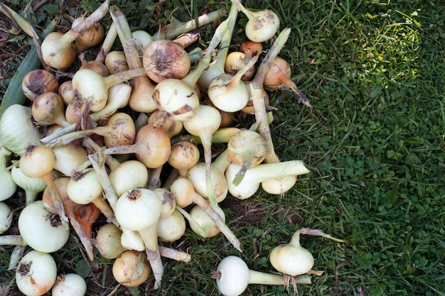 A ripe harvested onion in the field