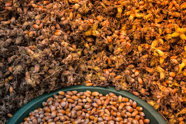 Ripe hazelnuts with shells as food background in view