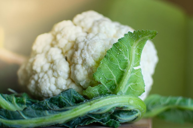 Ripe head of appetizing cauliflower with wet leaves