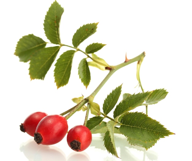 Ripe hip roses on branch with leaves isolated on white