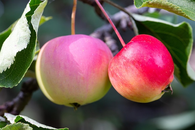 Ripe juicy apples on a branch Orchard farm harvest