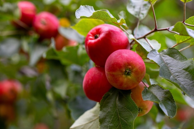 Ripe juicy apples on a branch Orchard farm harvest